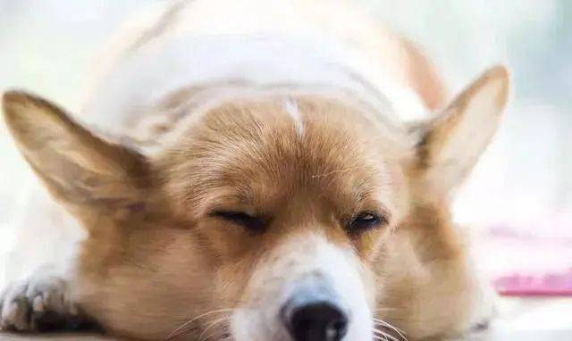 怎么养狗新手入门 b21be96c997644d2ad4b7c000d8bcf16.jpeg