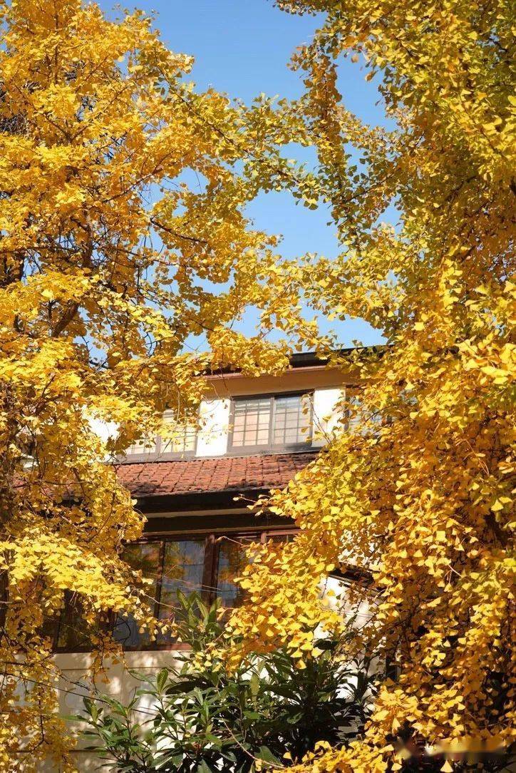 四季的美好,秋天的童话-凡尔登花园产权整栋新里,建筑面积146.