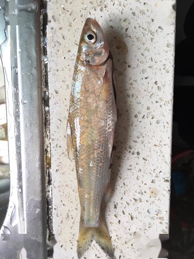 青尾鲴,湘潭又称鹰嘴,我总钓不到大一点的;钓到过最大的不到二两