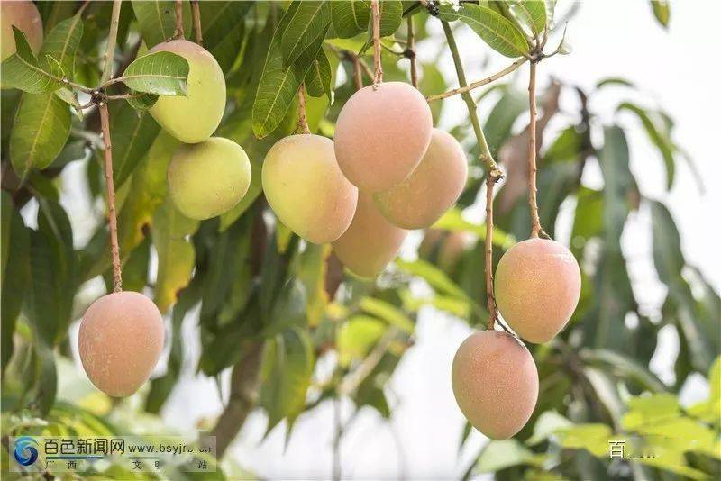 《百色芒果篇》扶贫公益广告_全国