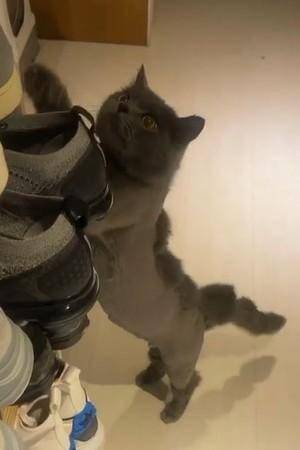 猫咪「皮蛋」也变成哥吉拉.(图/网友carol乐乐提供)