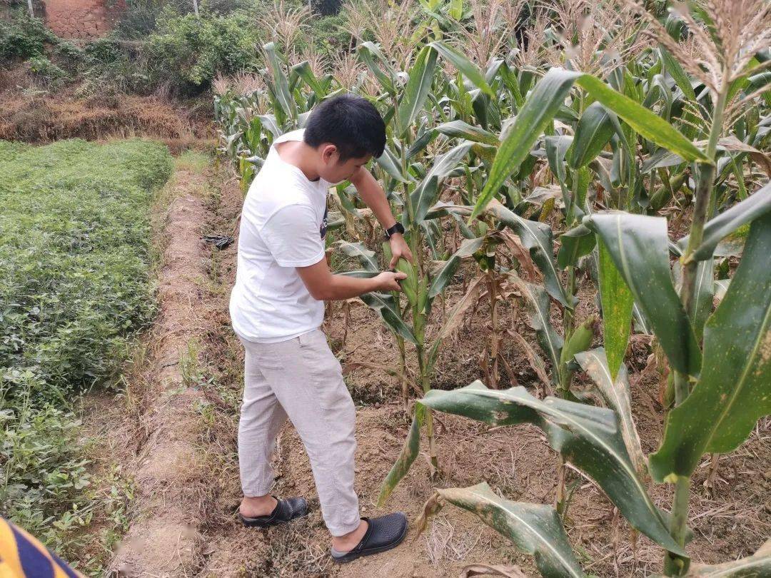 禁山村是浦北县人民医院结对帮扶村,建档立卡贫困户容冬贵种植玉米3亩