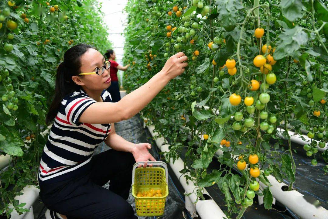 科技兴农市蔬菜研究所番茄种植新模式将被推广