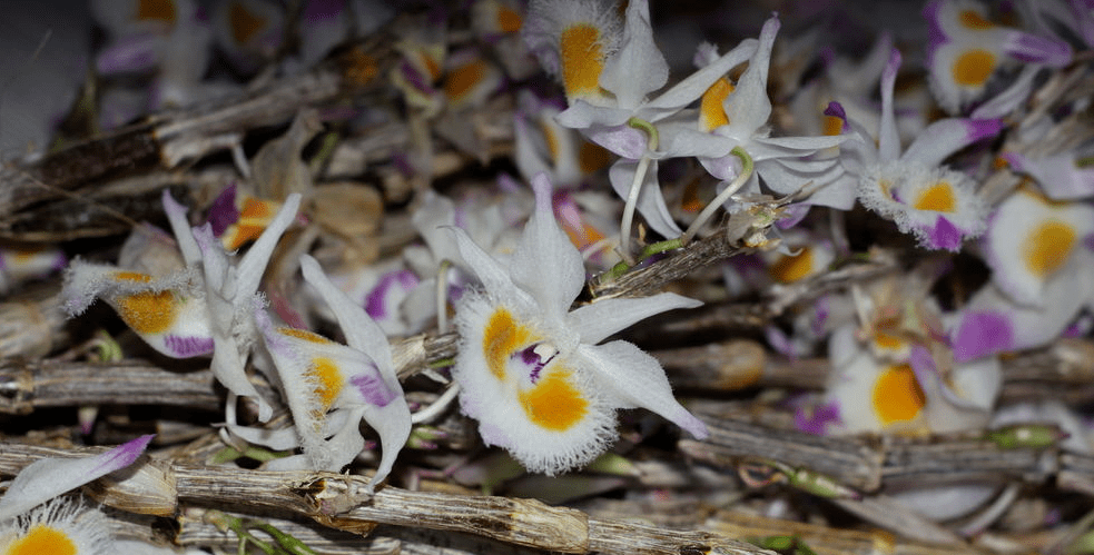 紫皮石斛 搜狐网