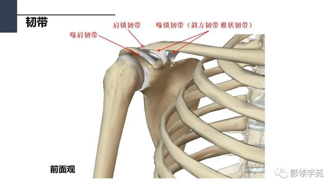 肩关节解剖及常见疾病影像表现