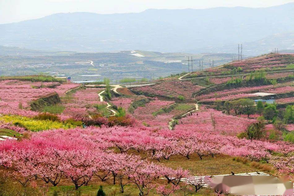 跟着花仙子去桃园,秦安蜜桃预售中!