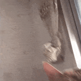 网红猫咪 | 沙雕猫咪敦敦表情包(二)