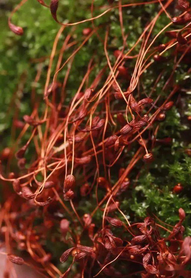 苔花 3815ff5bf2b240529f99af0640234011.jpeg