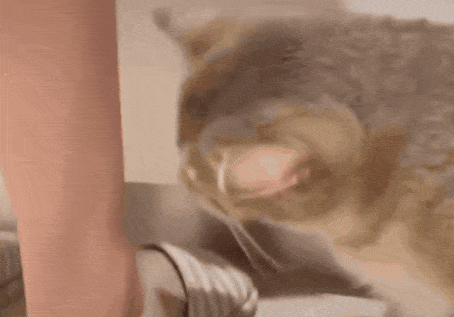 前几天,一位铲屎官在网上晒出小猫咪温柔舔腿的一幕 ↓ 铲屎官:那个