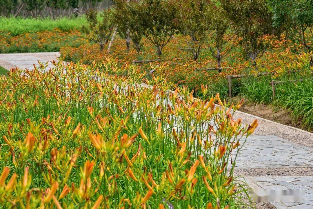 东小口城市休闲公园 百花齐放,争奇斗艳~_花海