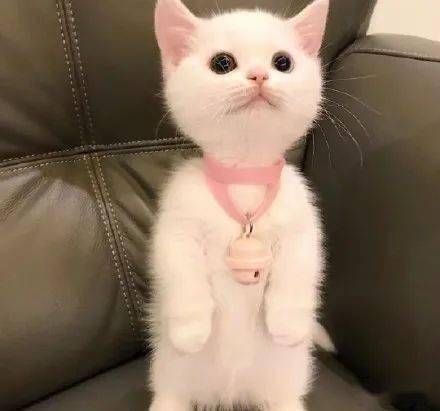 一只猫咪的头像图片 e96a5ab9080b41f185ed6f1bd1077f16.jpeg