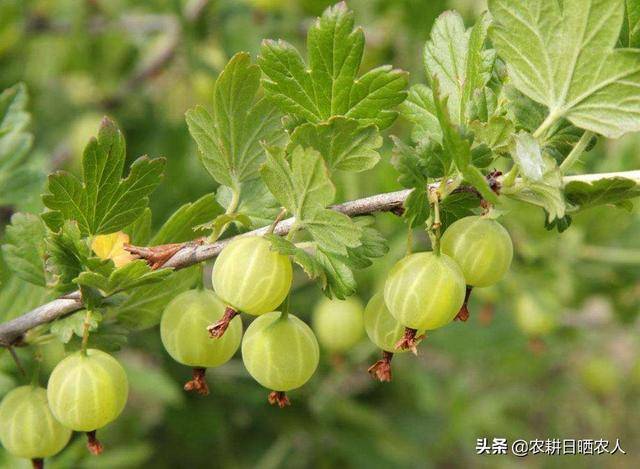 活了20多年才发现奇葩野果,名叫"灯笼泡",位于偏远山区农村