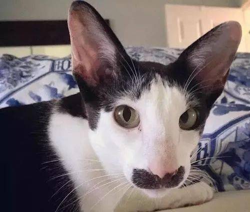 我寻思一只猫能有多丑?看完后,我真吸不下去啊!