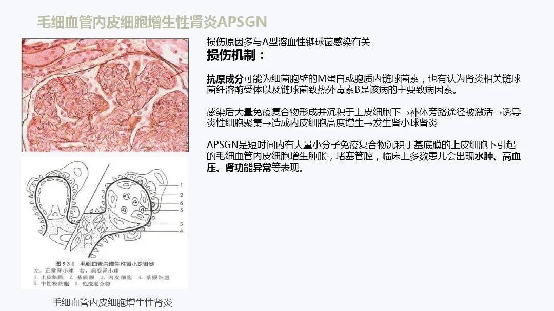 扁桃体详细解剖