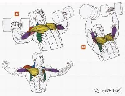 怎么画全身肌肉 7b4364e0e51a46d6ab99ecd78919cee8.jpeg