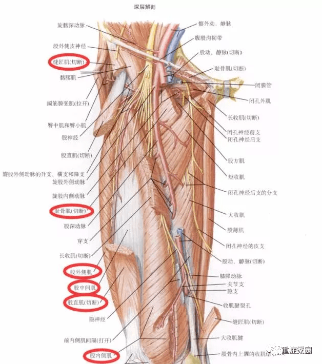 膝关节前面的皮肤--短小前皮支 髌下,小腿内侧,足内侧缘皮肤--隐神经