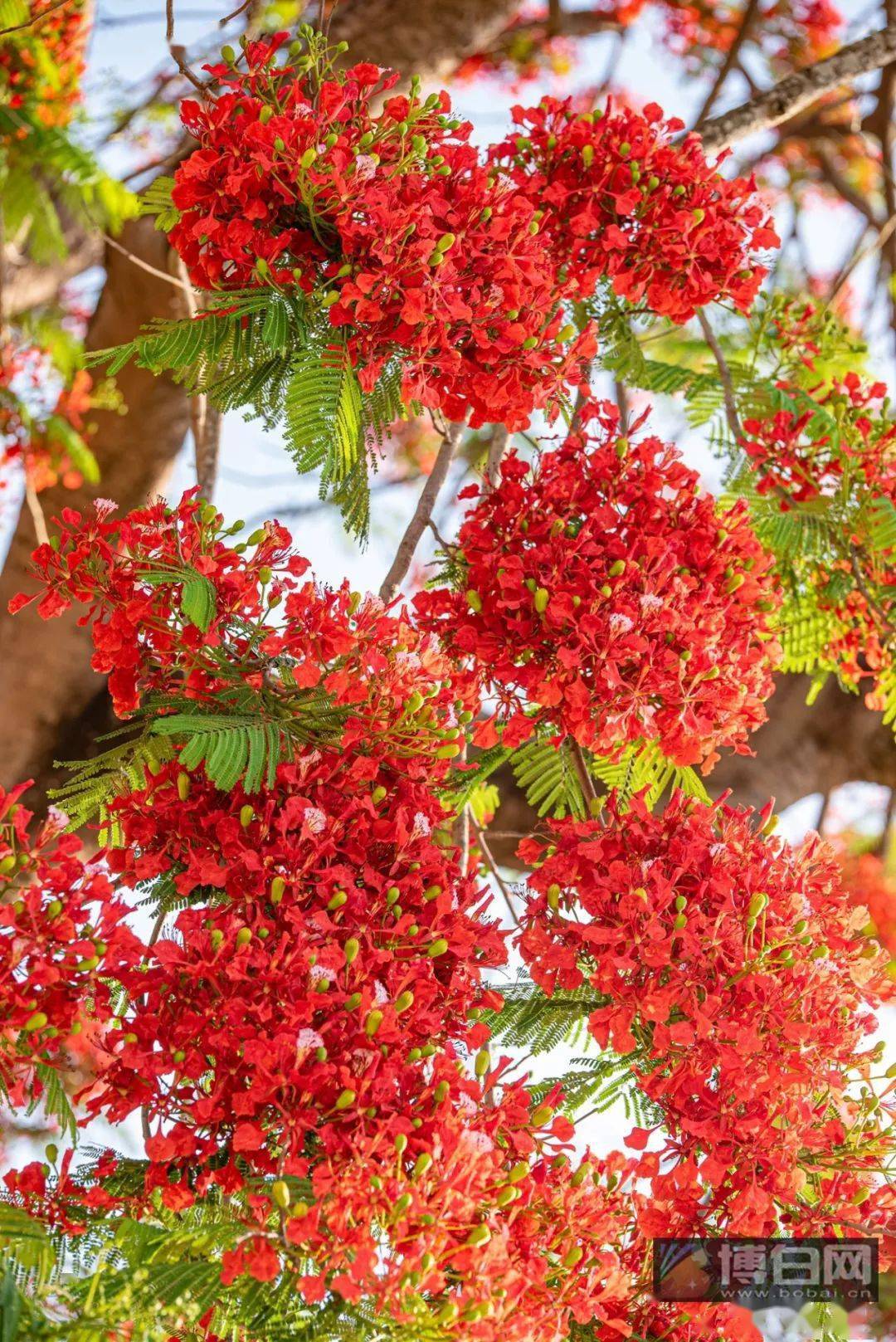 博白云飞嶂脚有一棵古老的凤凰树,凤凰花开染红美丽乡村!