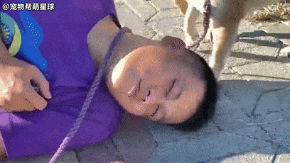 爸爸假装晕倒吹嘘爱犬一定会救自己,没想到狗狗竟现场