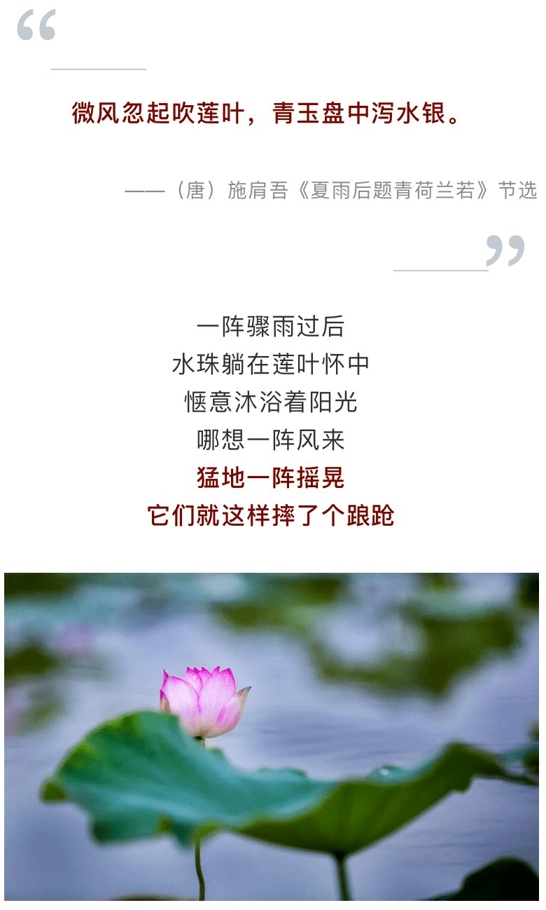 今日夏至 | 愿所有美好如约而至