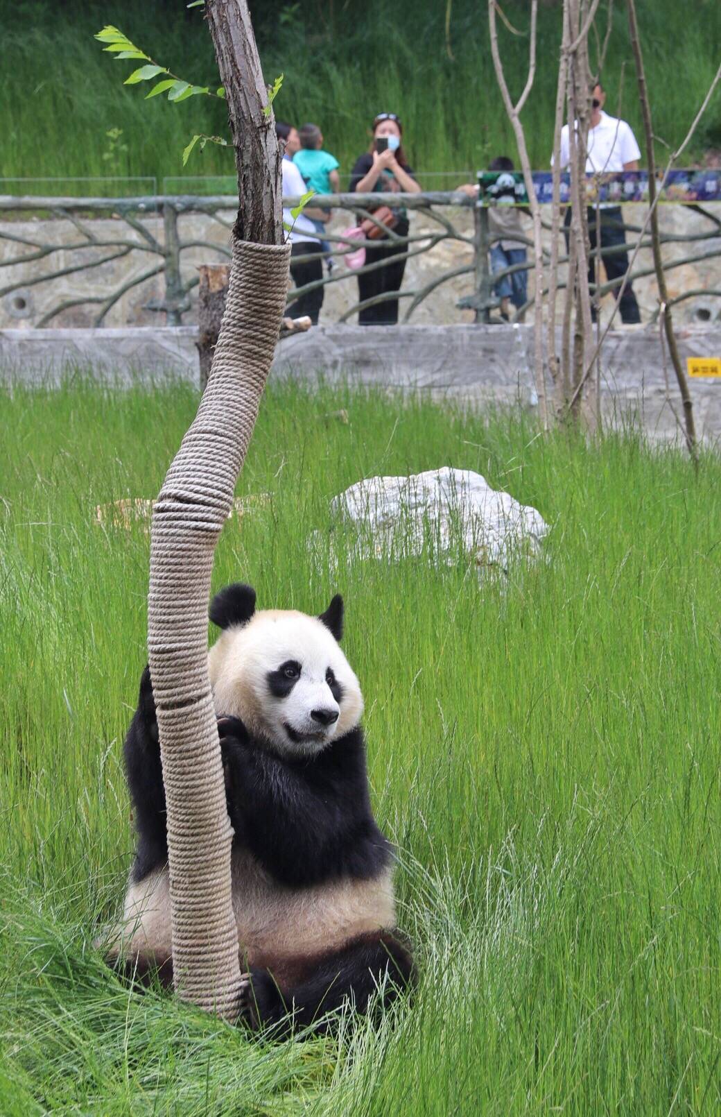 开园|九寨沟大熊猫园开园迎客