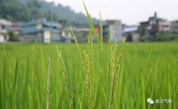七台河|强降雨持续“强势”！未来几天，龙江大地清凉依旧
