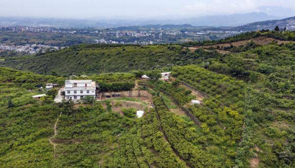 桃园|播种甜蜜的一家人