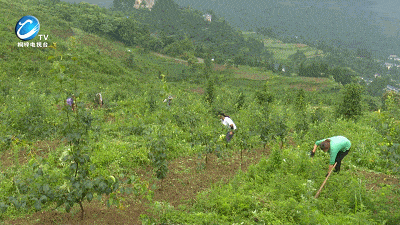 租赁了350余亩土地 进行经果林栽植 从果园的建立到水果成熟采摘 这