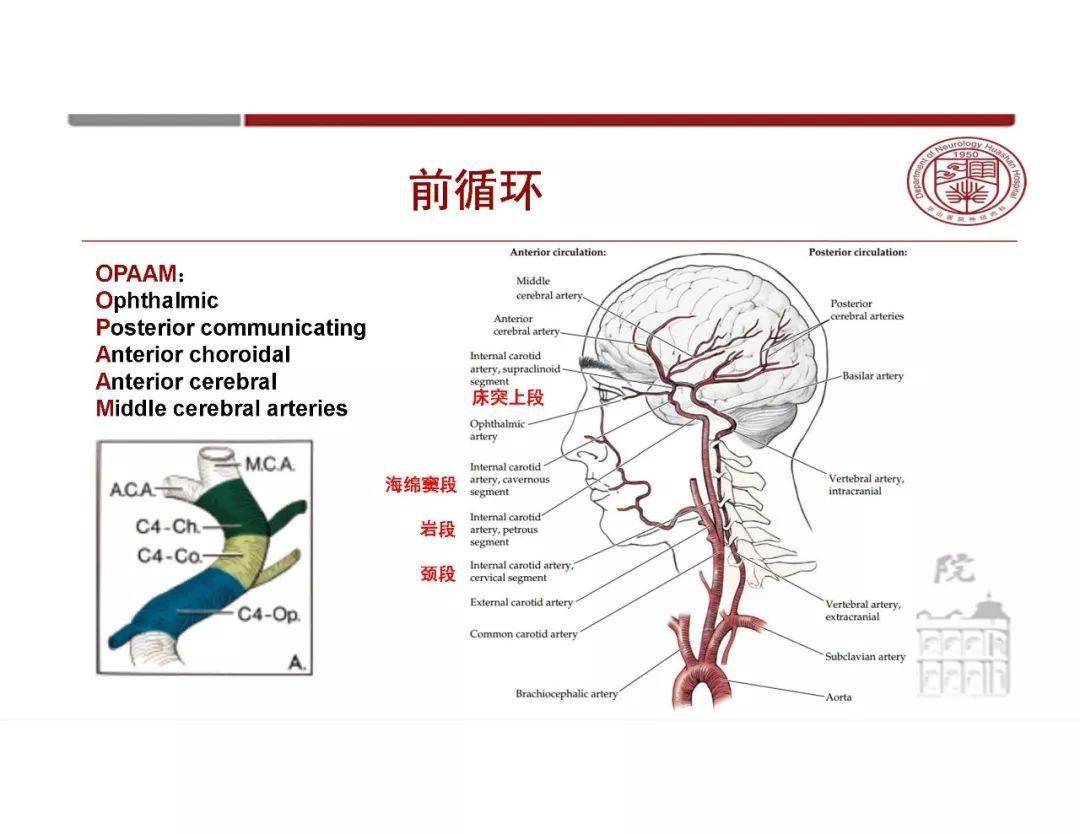 课程中大脑半球血供,脑干,小脑血供,大脑静脉