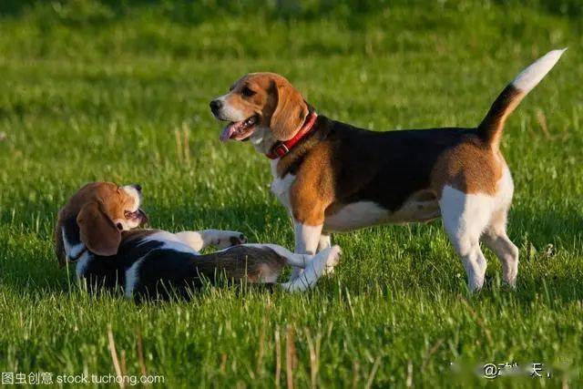 世界名犬之米格鲁猎兔犬