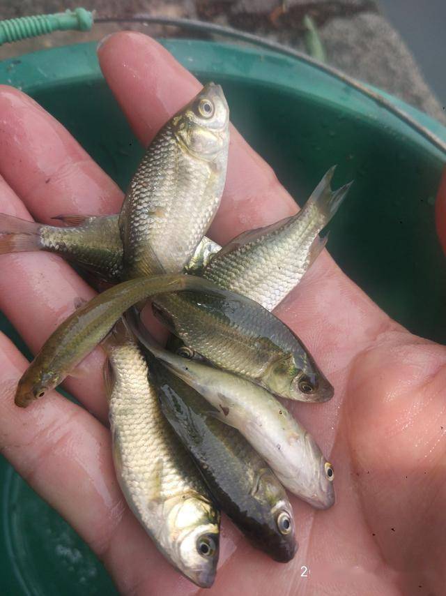 且听细说_鲫鱼