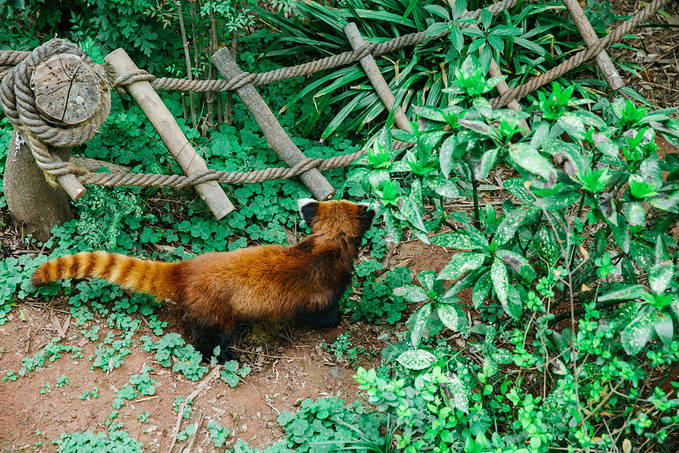 树上小熊猫装饰 f010756ec2e14593940c26519768b8b2.jpeg