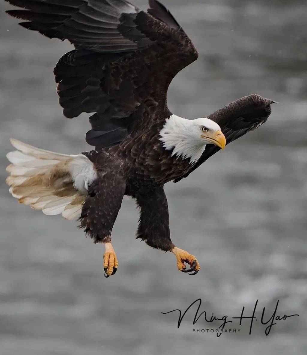 美国国鸟节_搜狐网, image size:1024x1186