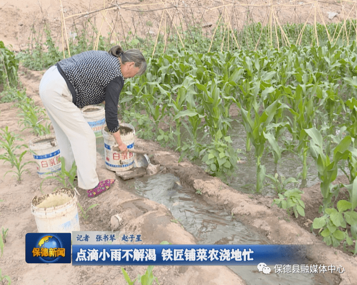 【民生】点滴小雨不解渴 铁匠铺菜农浇地忙