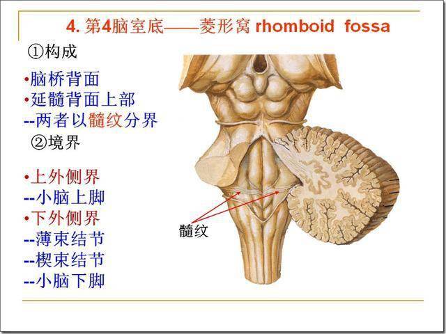 脑干解剖及损害分析_延髓