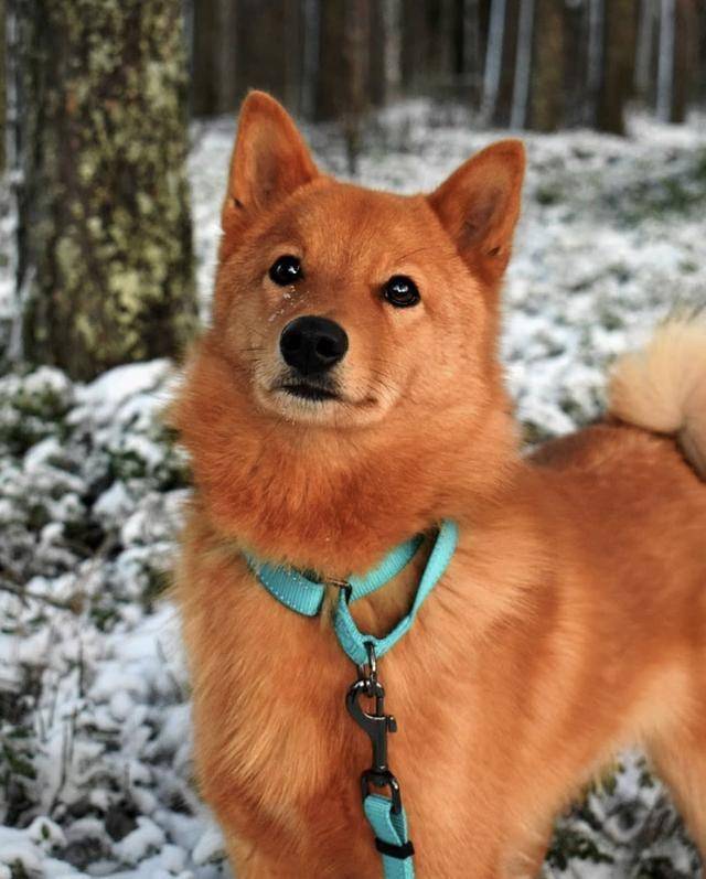 芬兰猎犬是芬兰的国犬,由于外表酷似狐狸,又被叫做芬兰狐狸犬.