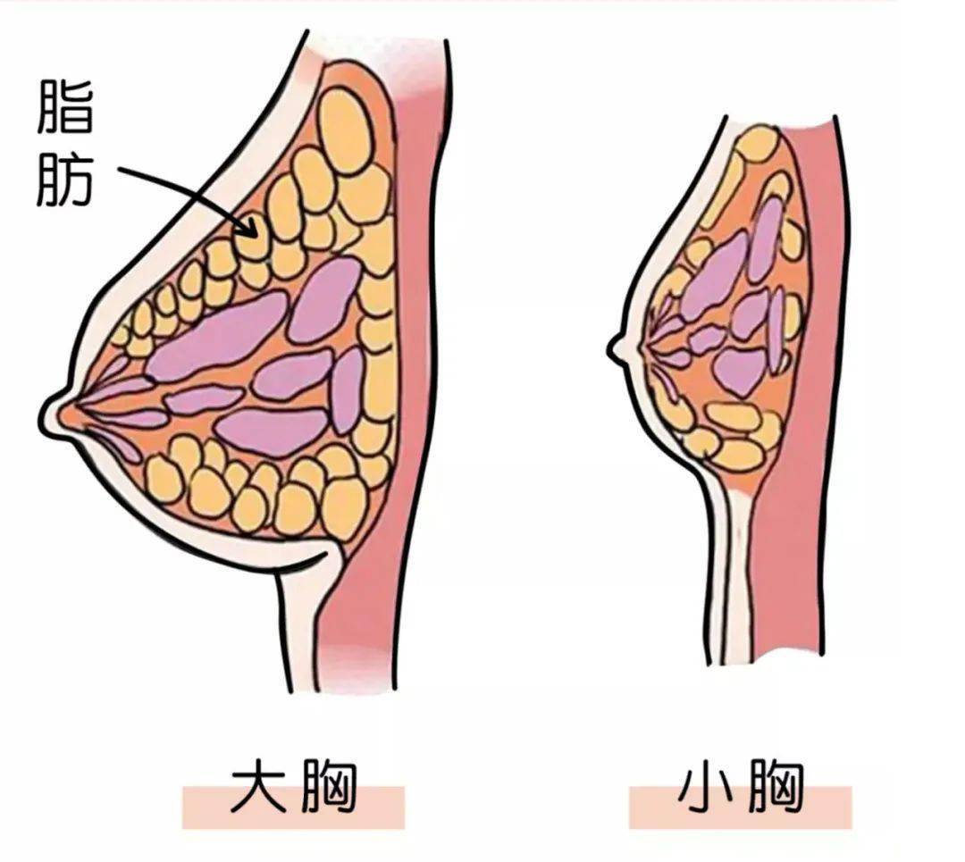 男人的嘴骗人的鬼 你想想,如果按摩胸能让胸变大 那按摩脸为啥可以让