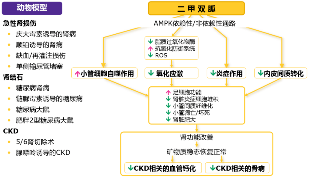 一文读懂二甲双胍肾脏保护作用