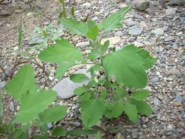 野燕麦禾本科 长得像燕麦,其实是杂草,又称铃铛麦.