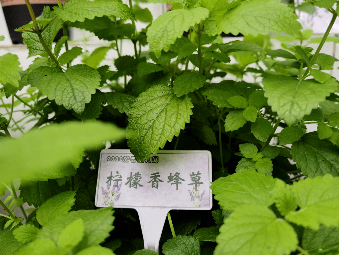 五色梅,银香菊,柠檬香茅,美国薄荷,柠檬香蜂草,粉花香科,紫苏等四十多