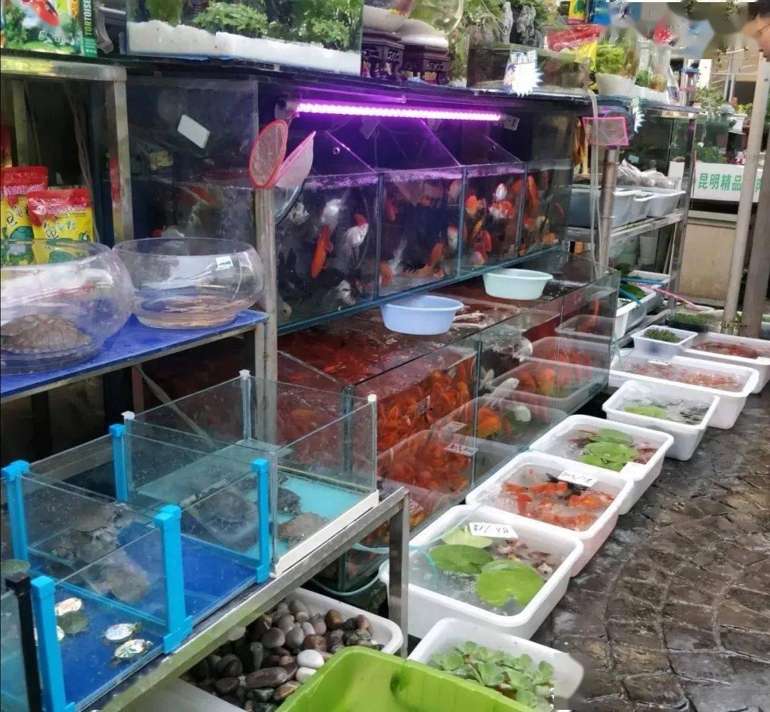 全长沙最大的花鸟虫鱼市场_哔哩哔哩_bilibili