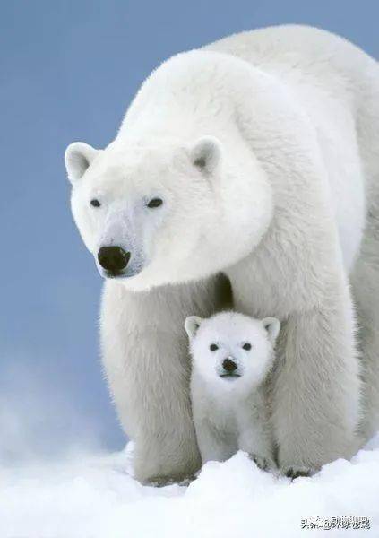 与妈妈在一起的小北极熊 有增有减,总体持平 深入加拿大腹地的