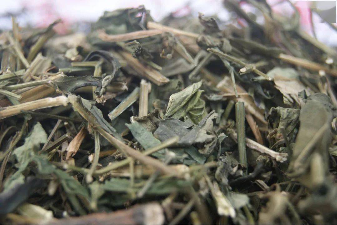 它被称作"苦胆草,用它泡水喝清热消炎,赶跑风热感冒_穿心莲