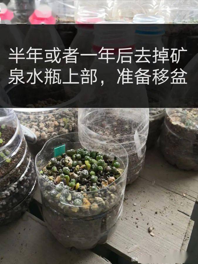 仙人球播种和草花最大的区别就是不要覆土,就将种子放土面就会发芽