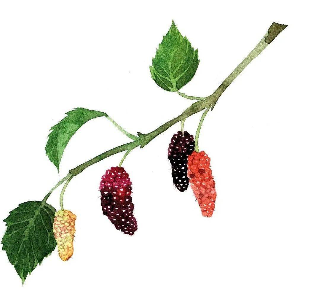 桑椹(mulberry fruit)