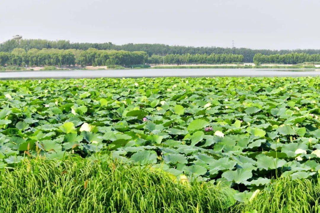 沙河水库 | 荷花满塘,即将迎来全面绽放