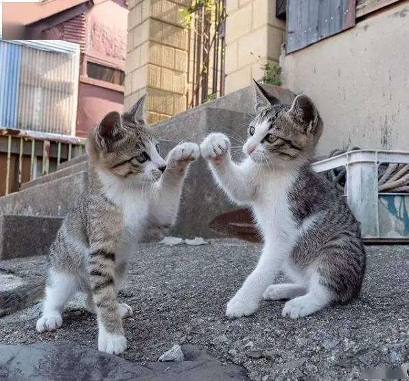 日本猫岛上为什么有这么多猫?
