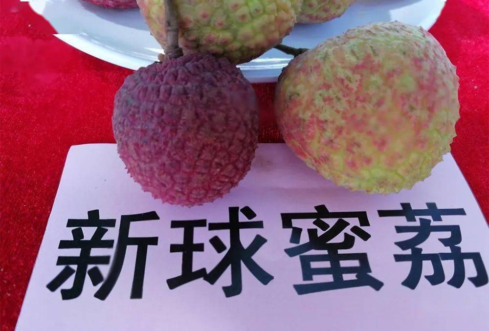 冇叔公,紫娘喜,皇帝舅……这些荔枝长这样,有图!