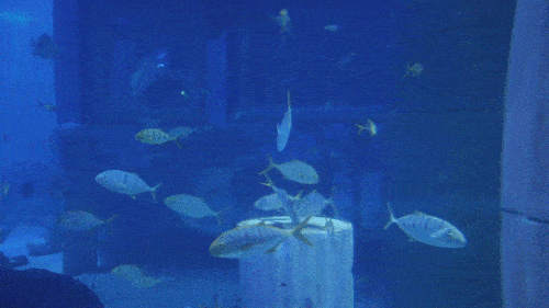海洋馆  沉浸在光影觥筹的海洋世界里,看着鱼儿们悠然自在的穿梭