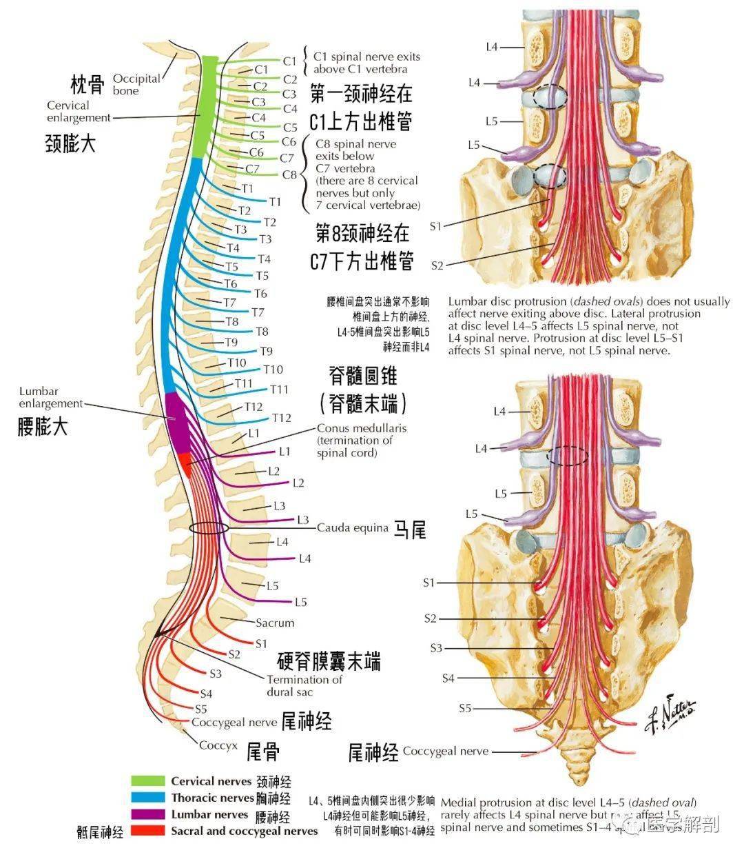 脊神经根与脊柱的关系_解剖