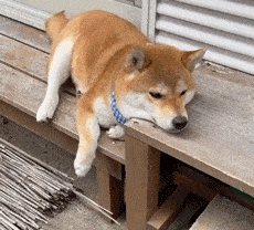 柴犬趴在木板上,一脸心事重重的表情:别烦我,一边去!
